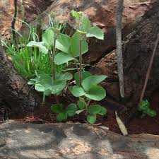 Image result for Rhoicissus tridentata