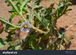 Image result for Solanum supinum