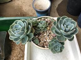 エケベリアの植え替え方法は 育て方や下葉が枯れる理由についても Konoha Boy 植物を育てると365日が楽しくなるブログ