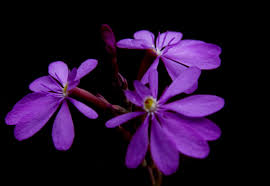 Image result for Polygala ohlendorfiana