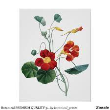Botanical Premium Quality Print Of Nasturtium Zazzle Com In 2021 Flower Illustration Floral Poster Botanical Prints