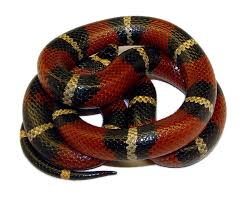 Image result for Triainolepis sancta