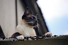 Cute siamese cat names from rover users some of these popular cat names might be just the right match for your new friend. Top 10 Names For Siamese Cats The Purrington Post