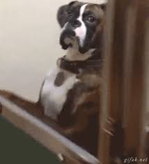 Sharing Funny Animal Gifs Part 176 10 Gifs Love I Love Funny Animal Sweet Funny Animal Photo Of The Day Funny Animals Funny Animal Videos Animal Gifs