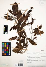 Image result for Aniseia martinicensis