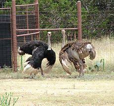 Ostrich Simple English Wikipedia The Free Encyclopedia Looking for kodi maintenance tools? ostrich simple english wikipedia the