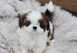 Teacup Shih Tzu Puppies For Sale Available Puppies Shih Tzu Puppy Teacup Shih Tzu Shitzu Puppies