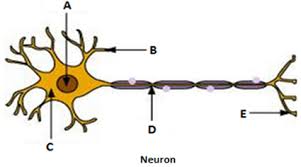 3)it protects vital body organs. Mcq Questions For Class 9 Science Chapter 6 Tissues Gurukul For Jee Neet