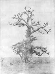 Image result for Maerua aethiopica