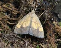 Image result for Evergestis limbata