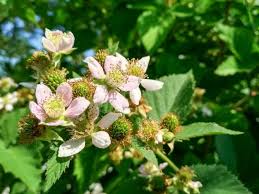 Check spelling or type a new query. Blackberry Bush Images Free Vectors Stock Photos Psd