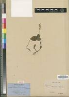 Image result for Malaxis weberbaueriana