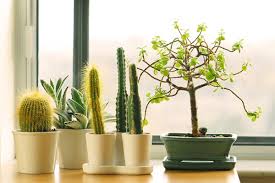 According to basic feng shui principles, placing cactus plants in living room, bedrooms or the front entrance can turn it to a place of conflict while plants bring positivity into your home, cactuses are an exception. Good Feng Shui Decorating With Cactus Plants Plant Our Culture Nurserylive Wikipedia