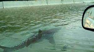 There's plenty to worry about during a hurricane, but sharks swimming on the highway are not one of them. Texas Floods The Freeway Shark And Other Fake News