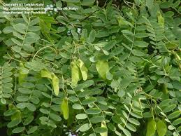 We did not find results for: Plantfiles Pictures Tipu Rosewood Pride Of Bolivia Yellow Jacaranda Tipuana Tipu By Tamimcnally