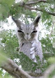 10 African Scops Owl Owl Beautiful Birds Pet Birds