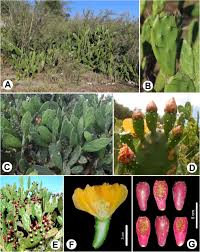 Ou tu n'as tout simplement pas la main verte? Beyond Endemism Expanding Conservation Efforts A Relictual Pleistocene Distribution And First Report Of The Prickly Pear Cactus Opuntia Bonaerensis In Brazil And Uruguay Biorxiv