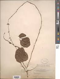Image result for Dioscorea minutiflora