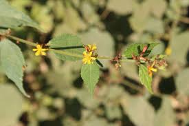 Image result for Psychotria sublyrata