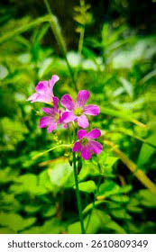 Image result for Oxalis debilis