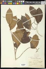 Image result for Crepidomanes chevalieri