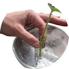 Comment utiliser les hormones de bouturage : Hormone De Bouturage Culture Indoor