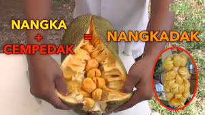 Book cempedak private island, cempedak island on tripadvisor: Pesona Nangkadak Super Oranye Bukan Nangka Biasa Youtube