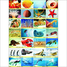 Sea Animals Chart Vidya Chitr Prakashan 4226 B 1 Ansari