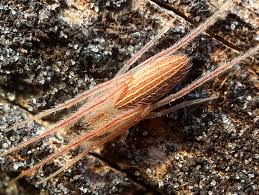 Image result for Lannea virgata