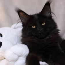 These gentle giants are known for their wild look, intelligence and sweet playful personalities. Colossal Cats A Maine Coon Cattery Home Facebook