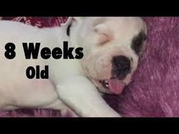 American bulldog colours white with patches of brindle, red or fawn so you are curious about american bulldog colors, the most common and traditional colour of american bulldogs is white with patches of brindle or red or fawn. American Bulldog Puppy At 8 Weeks Old Youtube
