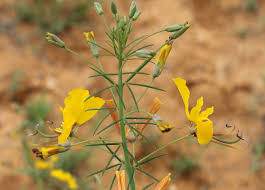 Image result for Cleomaceae