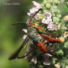 Image result for Guibourtia schliebenii