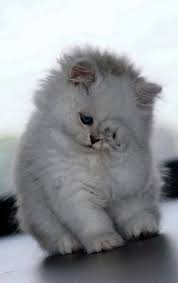 Cute Newborn Kittens Cute Cats Fighting Cute Baby Cats Kittens Cutest Cute Animals