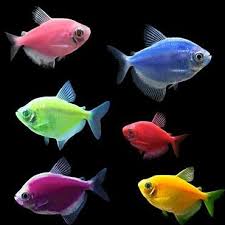 Glofish 5 Pack Assorted Tetra Gymnocorymbus Sp Petco Glofish Tetra Petco
