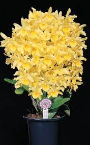 Den Yellow Song Candy Dendrobium Nobile Orchid Care Beautiful Orchids