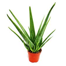 Aloe vera plants (aloe barbadensis var. Aloe Vera