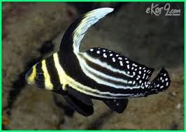 Beberapa Jenis Ikan Yang Hidup Di Air Payau Dunia Fauna Hewan Binatang Tumbuhan Butterfly Fish Lizard Fish