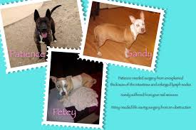 Deletes the pet from the database. Fund A Pitty Week Three It S The Pits Dog Rescue It S The Pits Fundapitty To Donate Visit Https Www Facebook Com Pages Its Pitbull Hund Rettungshunde