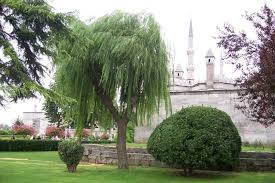 Den Garten Mit Einer Trauerweide Schmucken Trauerweide Trauerweide Tattoo Garten Pflanzen