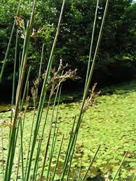 Image result for Juncus