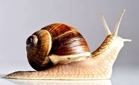 Stuff 1 snail into each shell and top snails with remaining butter. Snail Facts For Kids Lovetoknow