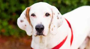 We are looking for an adoptor familiar with his breeds and epilepsy to give him the care and love he deserves. Beagle Lab Mix Breed Guide Discover The Popular Beagador Dog