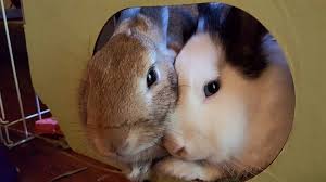 The pregnant rabbit will make a nest using grasses, soft materials and they'll even pull out their own hair to give birth on. Rabbit Bath Videos Are Actually The Opposite Of Cute The Dodo
