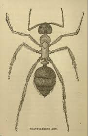 Categories:animal control, pest control information & referral services, pest control services, pest control services commercial & industrial, pest control. Chemical Warfare And Slave Maker Ants Mapping Ignorance