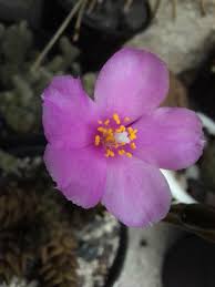 Image result for Anacampseros rhodesica