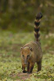 Animal Planet Official Site Rare Animals Animals Beautiful Animals