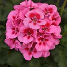 Image result for Pelargonium apetalum