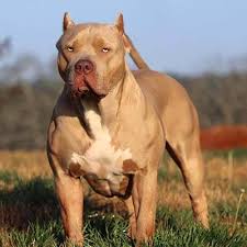 More images for xl american bully puppies for sale california » Mvp Bullies West Coast 1 Breeder Of Xl American Bullies