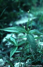 Image result for Spigelia anthelmia